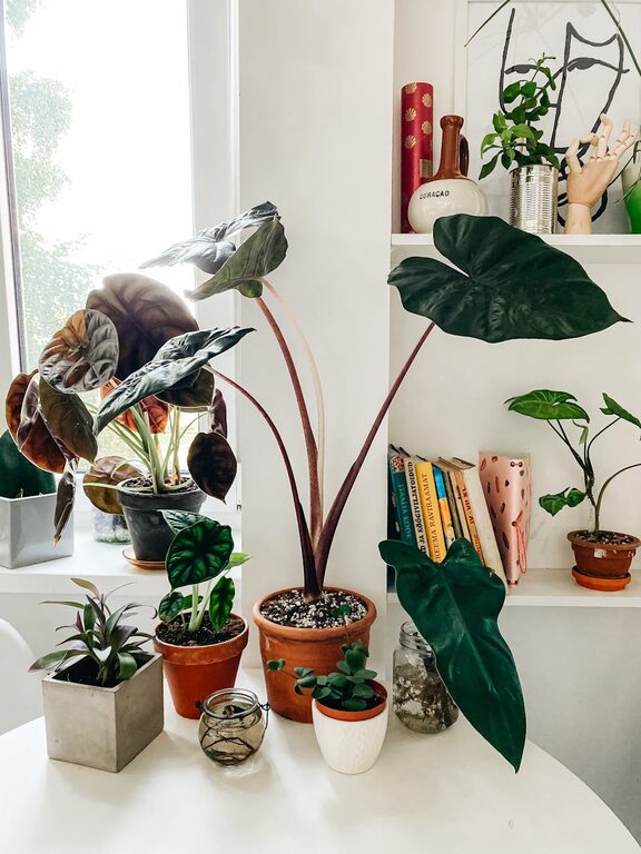 Essential Tips for Keeping Your Houseplants Healthy and Thriving
